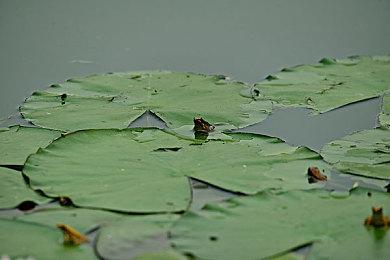 SE新作《春逝百年抄》 官方透露游戏时长为15~20个小时